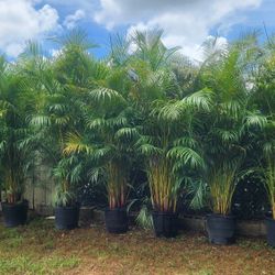 Gorgeous Arecas Palms For Inmediate Privacy!!! About 9 Feet Tall!! Fertilized 