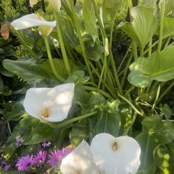 White Lilly In Pot 