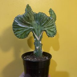5” Mermaid Tail Cactus