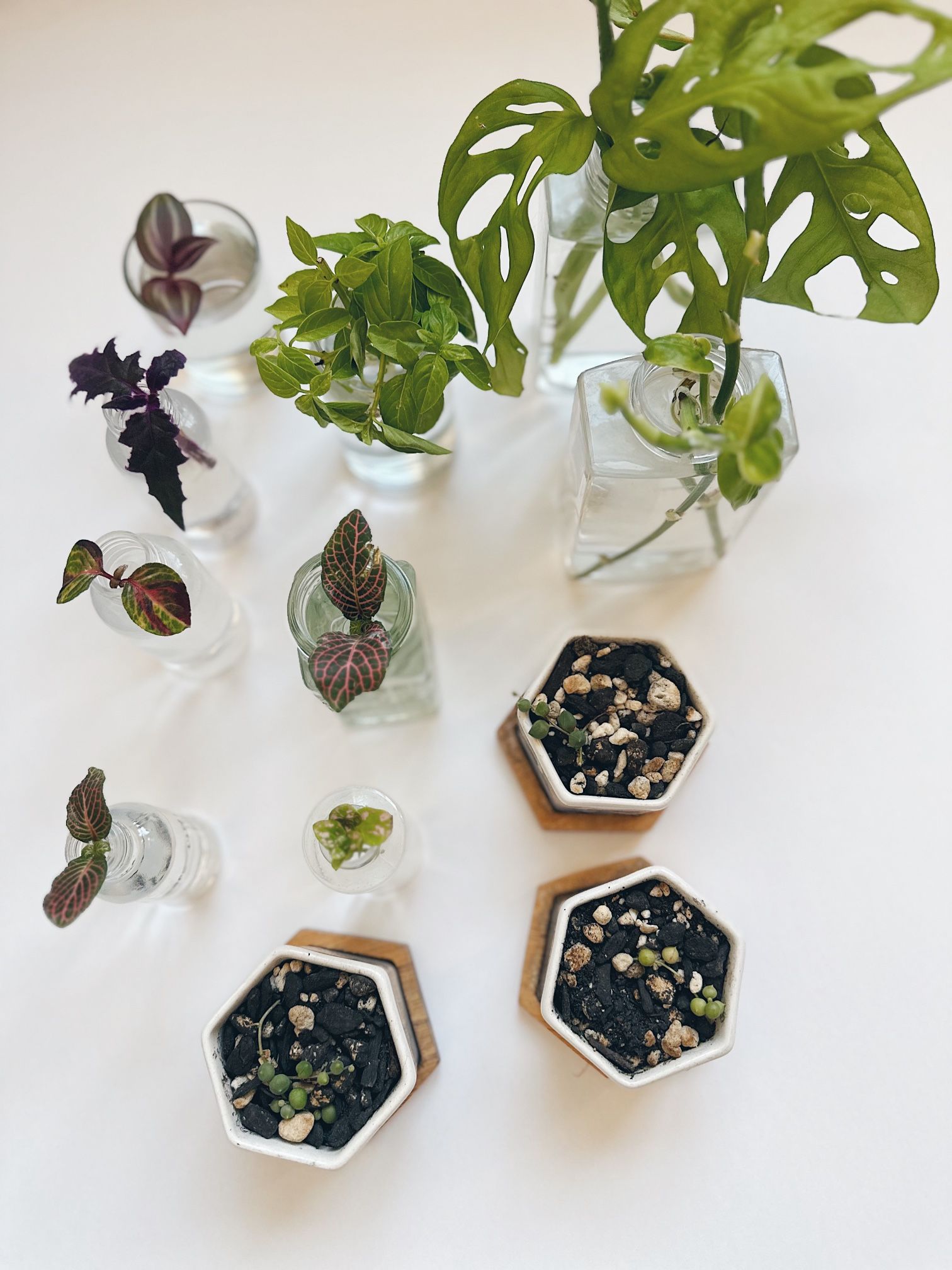 Potted Plants And Cuttings For Sale! 