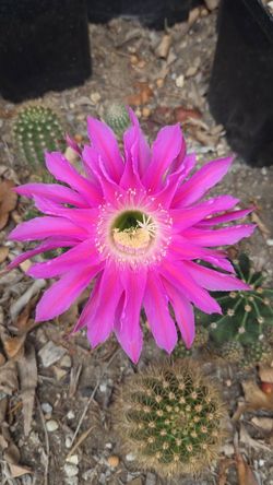 blooming cactus