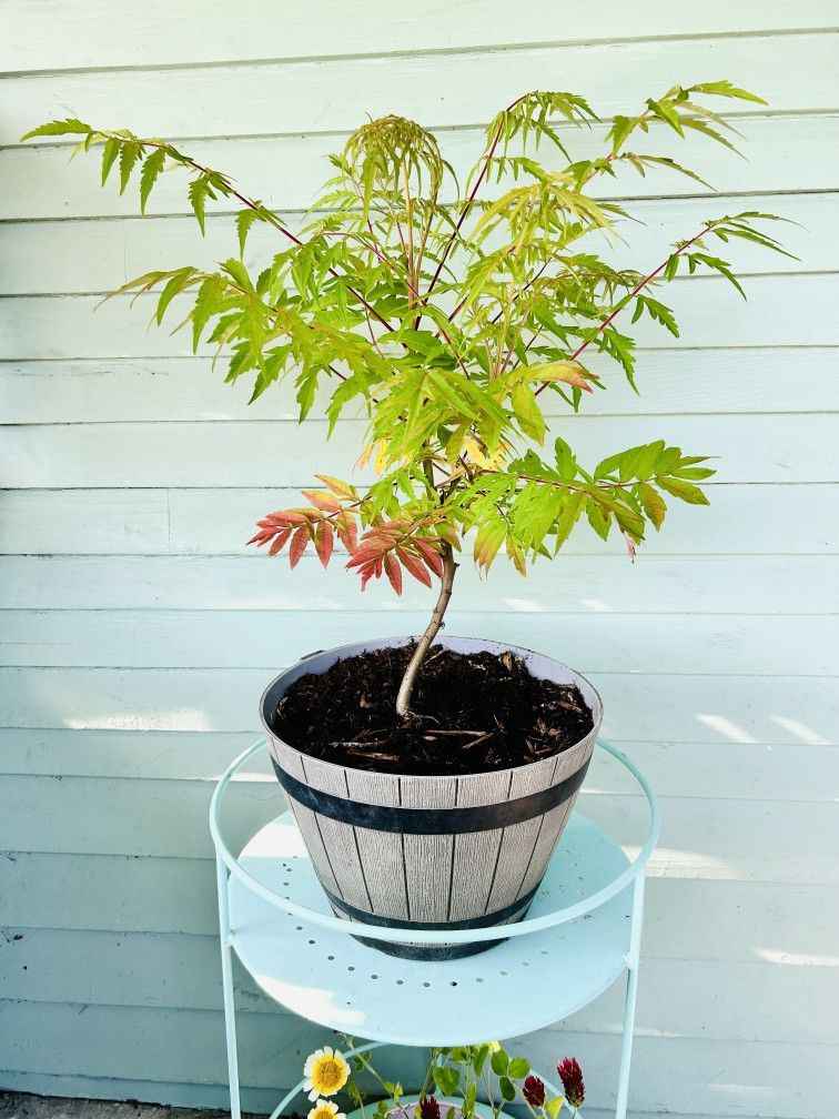 Beautiful Tiger Eye Sumac