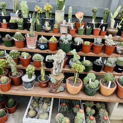 Cactus Imported On Sale Walk-in Only $10 And UP $$$