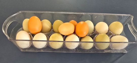Fresh eggs!