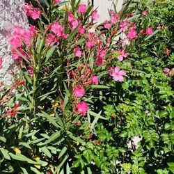 Sweet Fragrant 4 Feet Tall PINK OLEANDER In 12” Nursery Pot $35Each ♥️