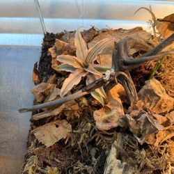 Bioactive Terrarium Tank Cryptanthus bivittatus