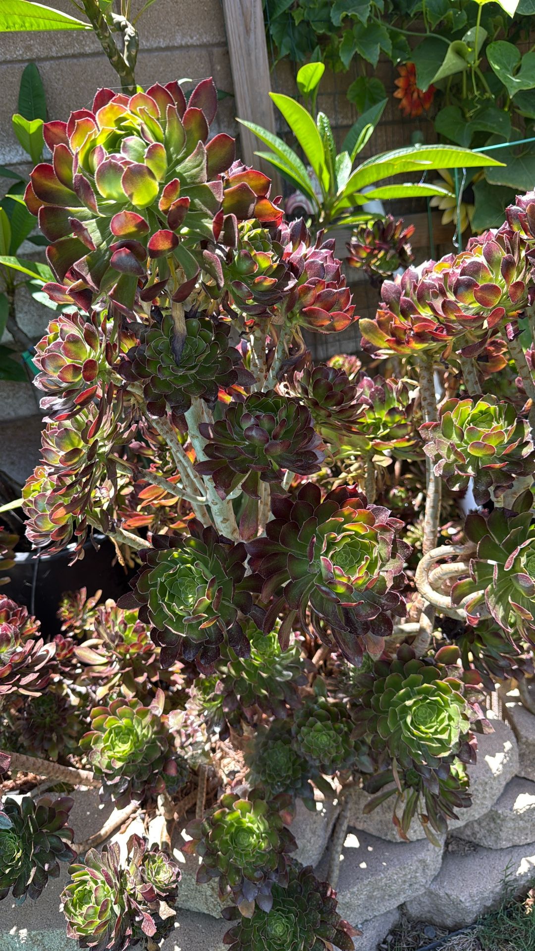 Aeonium Succulents
