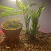 FreshwtrAquarium Plants4cheap 