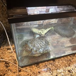 Slider Turtle Tank