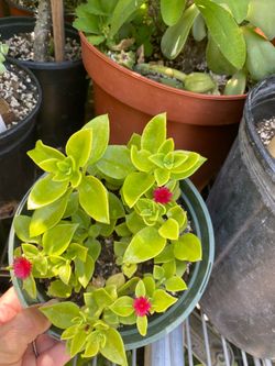 Planta natural$6