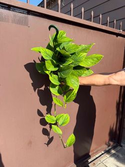 6” monstera pinnatipartita