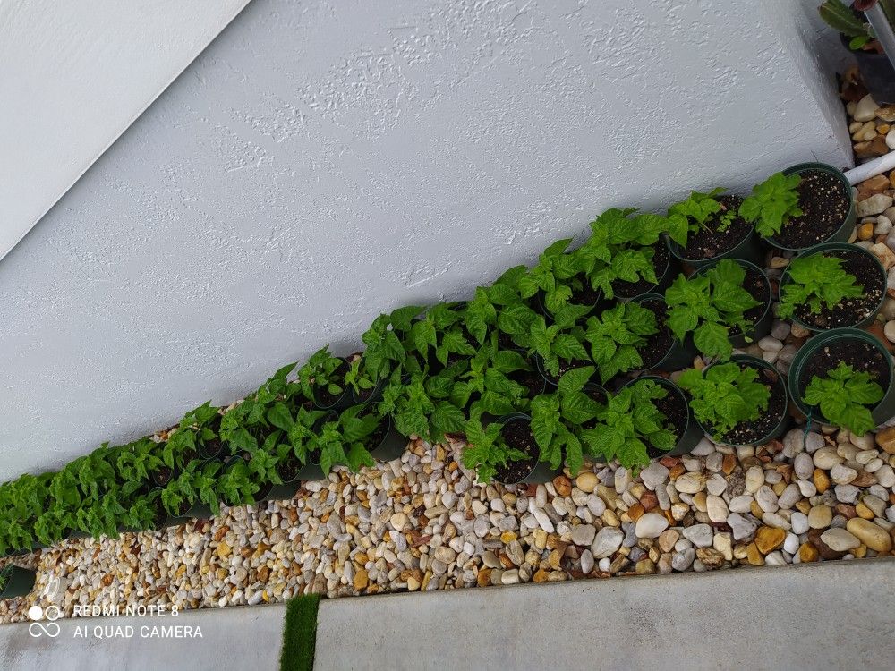 Plantas De Aji Cachucha Cubano
