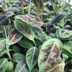 2ft LIVE PLANT Musa Acuminata Sumatrana - Zebrina Rojo - Bloodleaf - Blood Banana - Stripe-Leaved Banana - shipped from sunny Florida