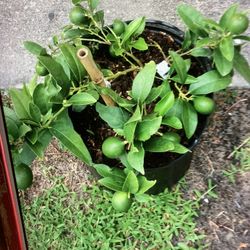 Plant De Key Limón - Limón Criollo 