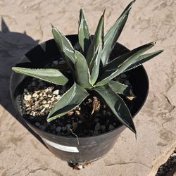 King Ferdinand Agave