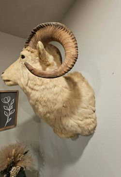 Dall sheep taxidermy