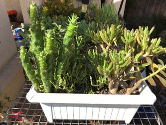Succulent garden with cactus :)