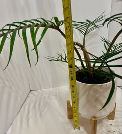 Philodendron fern leaf in 7 1/2” ceramic pot w/wood stand