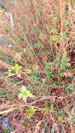 Hummingbird-Friendly Plant Cuttings