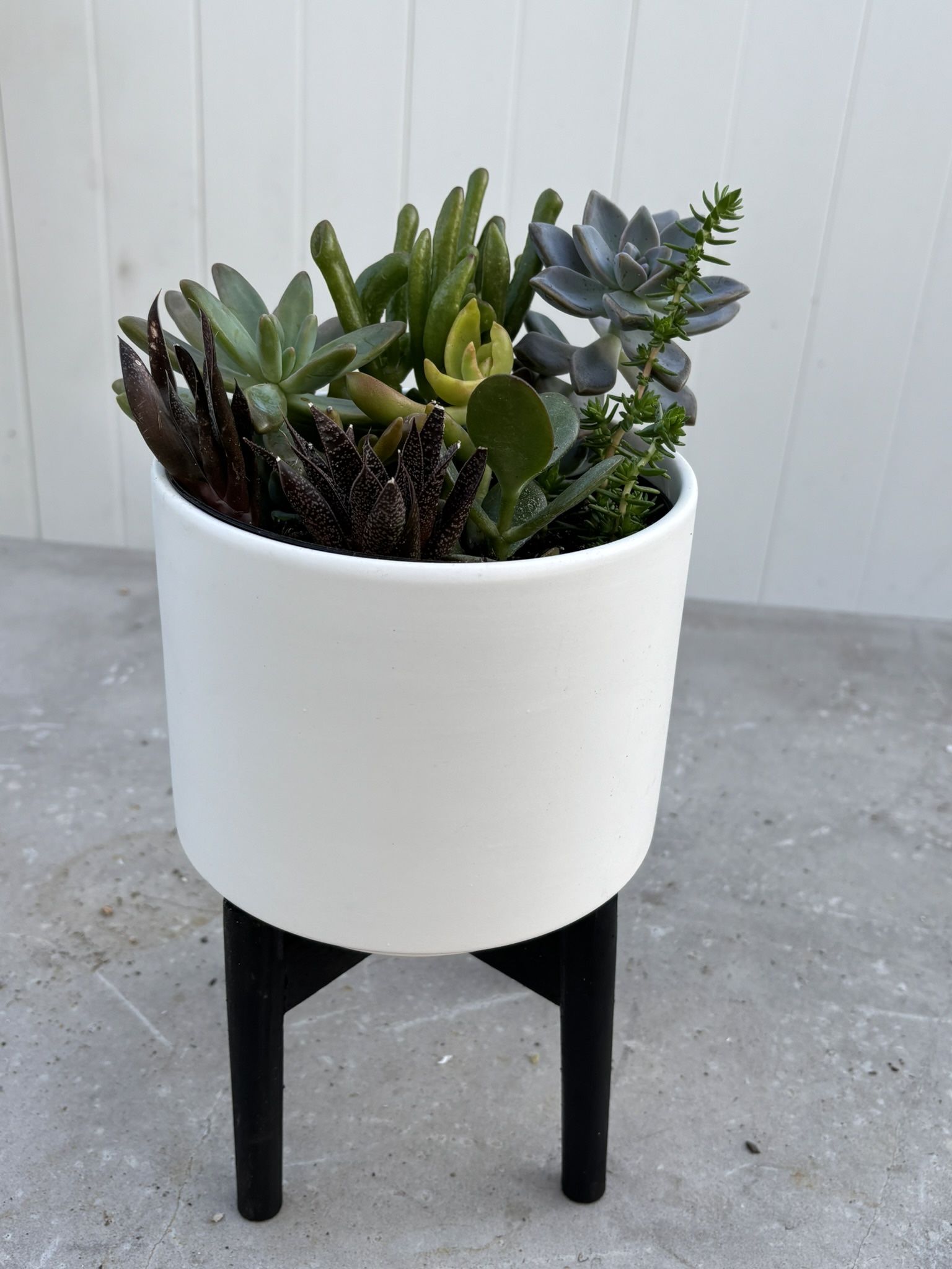succulent plant arrangement in white planter with black stand