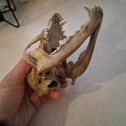 Animal skill intact