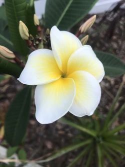 Plumeria (multiple variety)