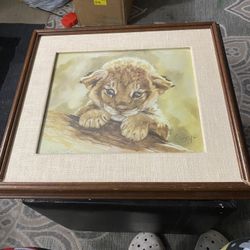 Baby Lion Cub Picture 