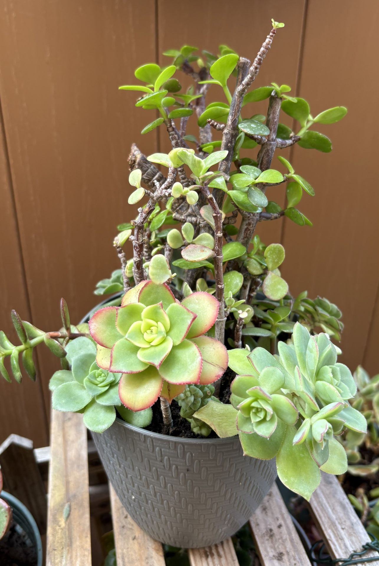 Succulents
