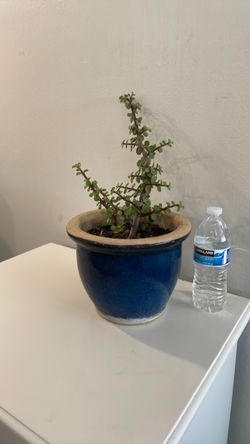 Plant