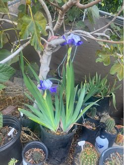 iris in pot