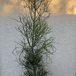 Pencil Cactus Live Plant Over 6 Foot Tall 