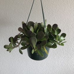 Trailing Jade - 6 inch