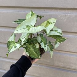 5” Syngonium Three King