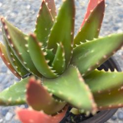 “Crocodile Aloe” Succulent Plant 