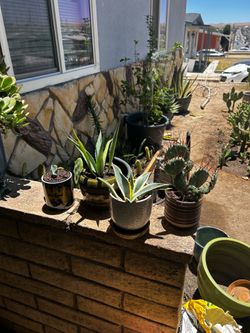 Plants for sale
