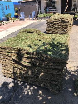St Augustine Sod