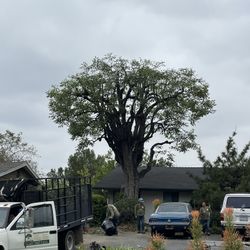 Tree Trimmer