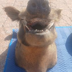 Real Boar Head Wall Decor