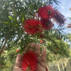 Red Bottle Brush Tree