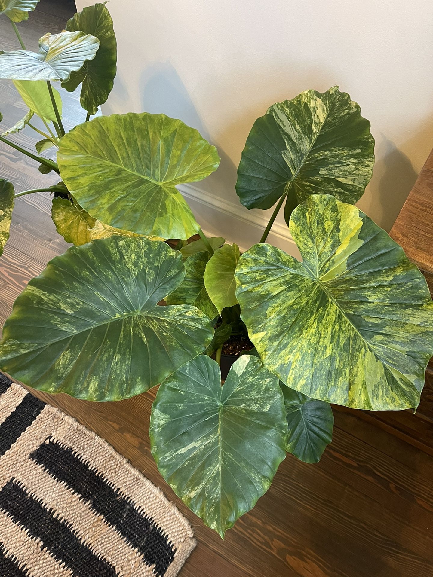 Maui Splash Elephant Ear Alocasia Odora 