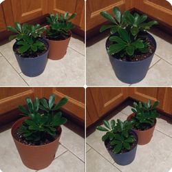 Araliaceae house plants$14 Each