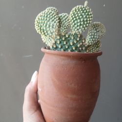 Cactus In Pot