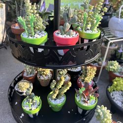 Halloween Inspired Tiny Potted Succulents 