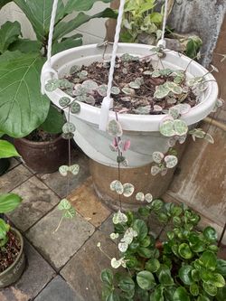 Variegated string of hearts