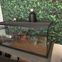Reptile Tank