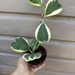4” Variegated Hoya Kerrii