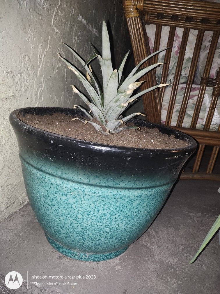 BEAUTIFUL 21inch Tall Potted Pineapple Plant Only $10!!!