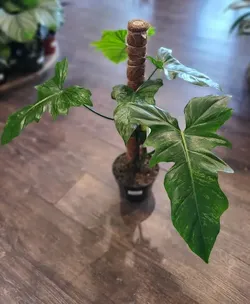 Rare Aroid Philodendron Golden dragon starter plant/ indoor plant/ house plant/ flower patio garden