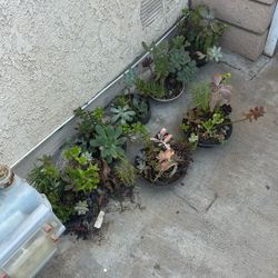Succulents