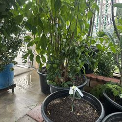 Tangerine Plant For Sale